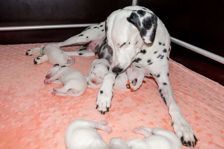 8. Lebenstag - B-Wurf (2)