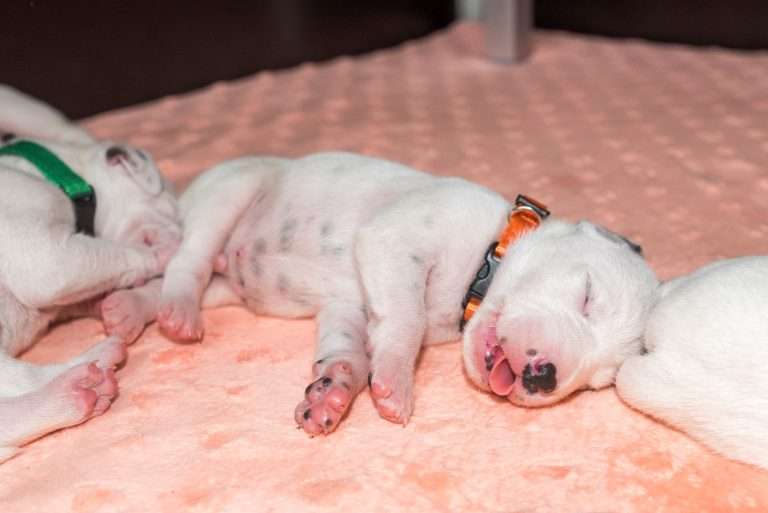 8. Lebenstag - B-Wurf (22)