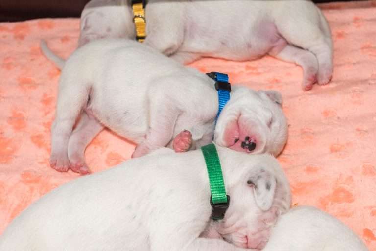 8. Lebenstag - B-Wurf (23)