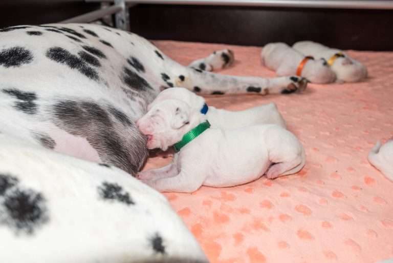 8. Lebenstag - B-Wurf (24)