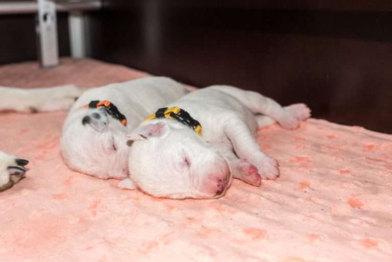 8. Lebenstag - B-Wurf (25)