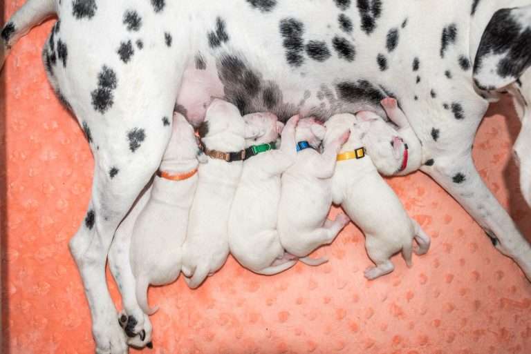 8. Lebenstag - B-Wurf (26)