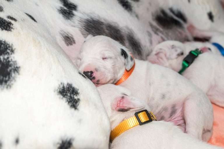 8. Lebenstag - B-Wurf (27)