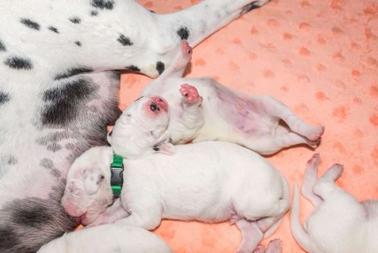 8. Lebenstag - B-Wurf (28)