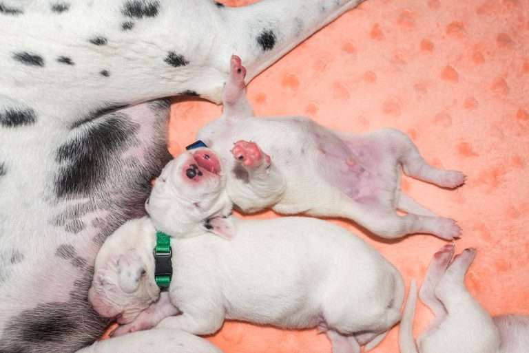 8. Lebenstag - B-Wurf (29)