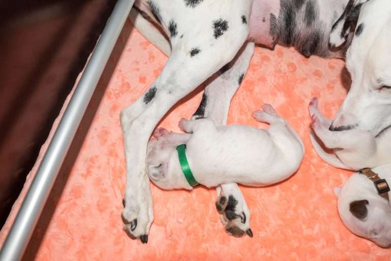 8. Lebenstag - B-Wurf (3)