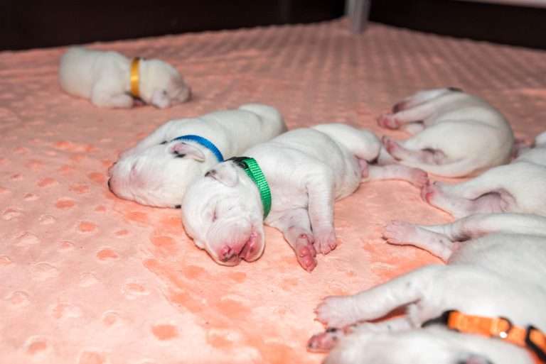 8. Lebenstag - B-Wurf (30)