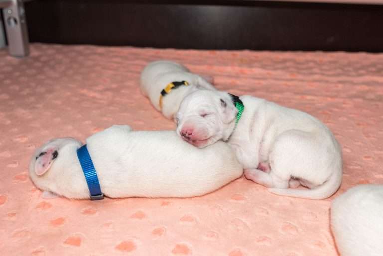 8. Lebenstag - B-Wurf (31)