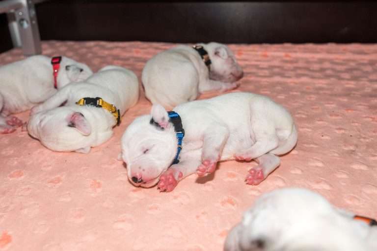 8. Lebenstag - B-Wurf (32)