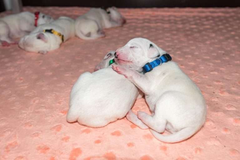 8. Lebenstag - B-Wurf (33)