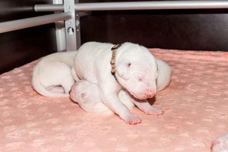 8. Lebenstag - B-Wurf (34)