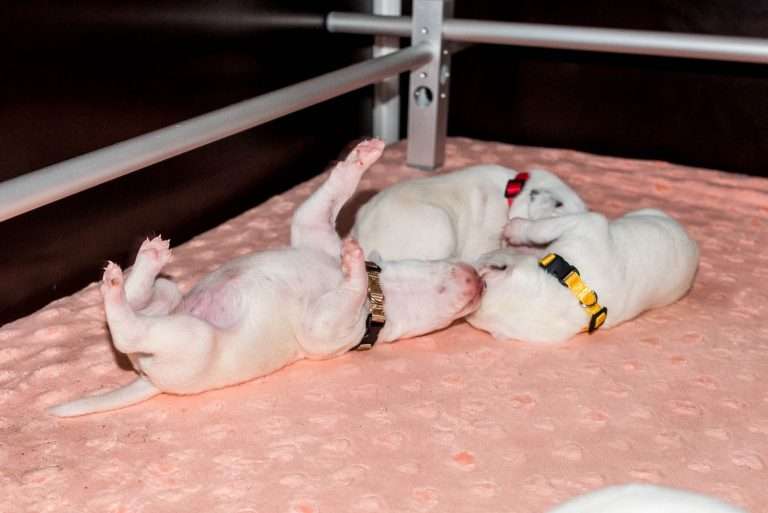 8. Lebenstag - B-Wurf (35)