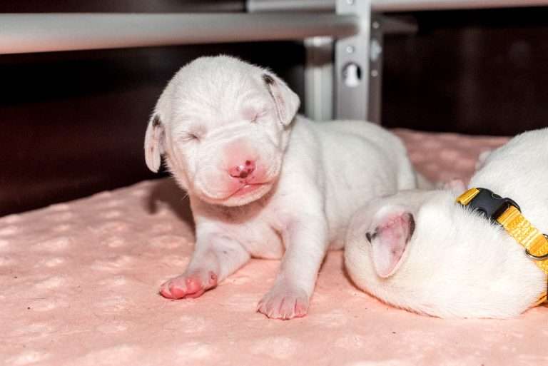 8. Lebenstag - B-Wurf (36)