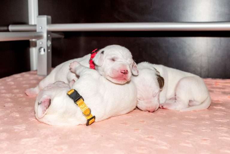 8. Lebenstag - B-Wurf (37)