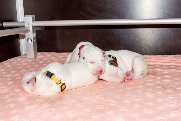 8. Lebenstag - B-Wurf (39)