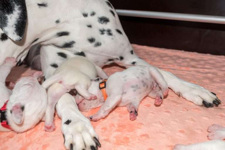 8. Lebenstag - B-Wurf (4)