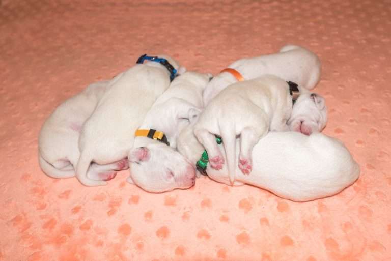 8. Lebenstag - B-Wurf (40)