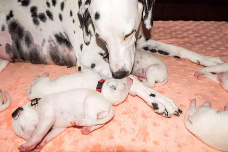 8. Lebenstag - B-Wurf (5)