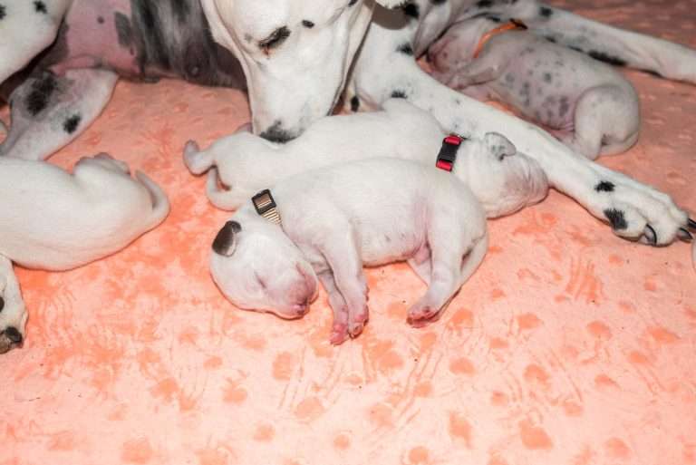 8. Lebenstag - B-Wurf (6)