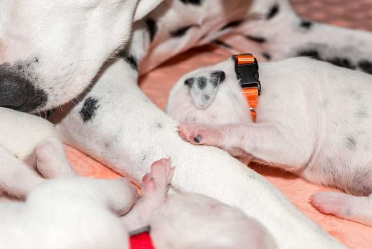 8. Lebenstag - B-Wurf (7)