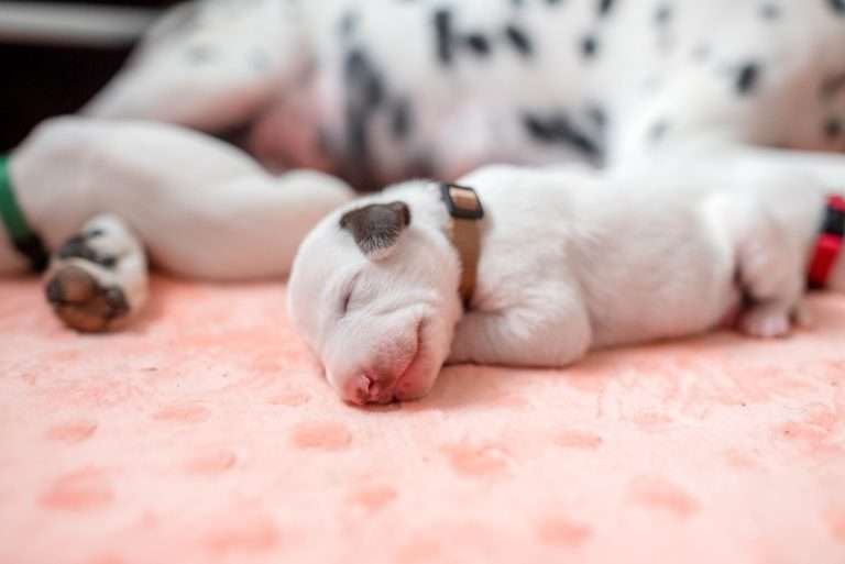 8. Lebenstag - B-Wurf (8)