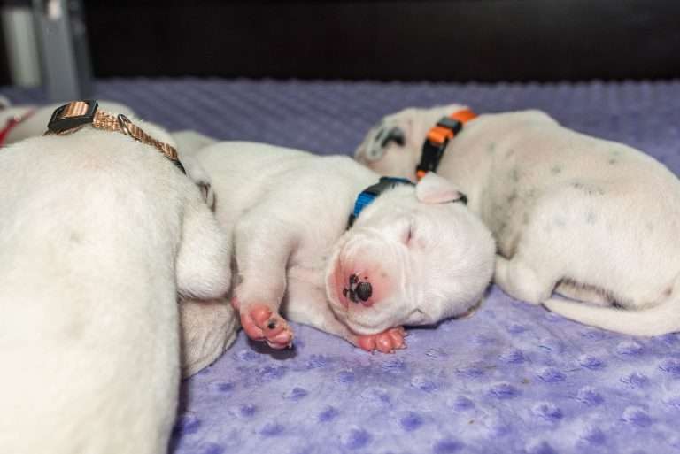 9. Lebenstag - B-Wurf (10)