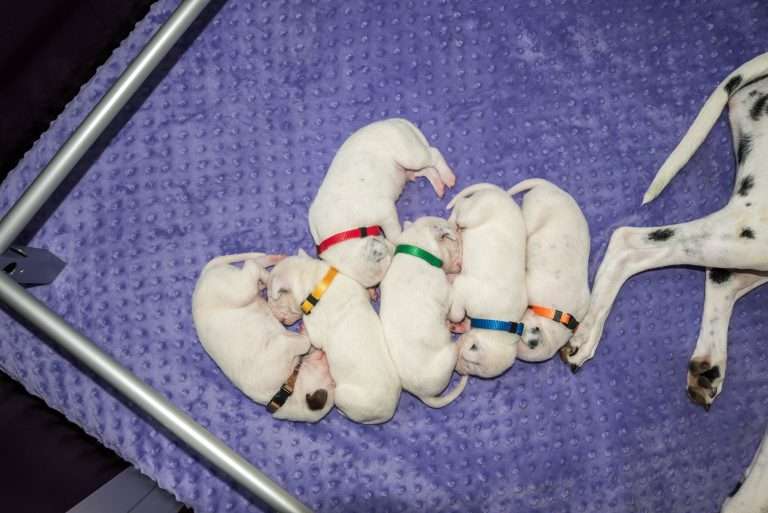 9. Lebenstag - B-Wurf (11)