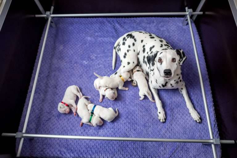 9. Lebenstag - B-Wurf (12)