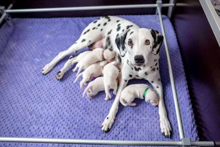 9. Lebenstag - B-Wurf (13)