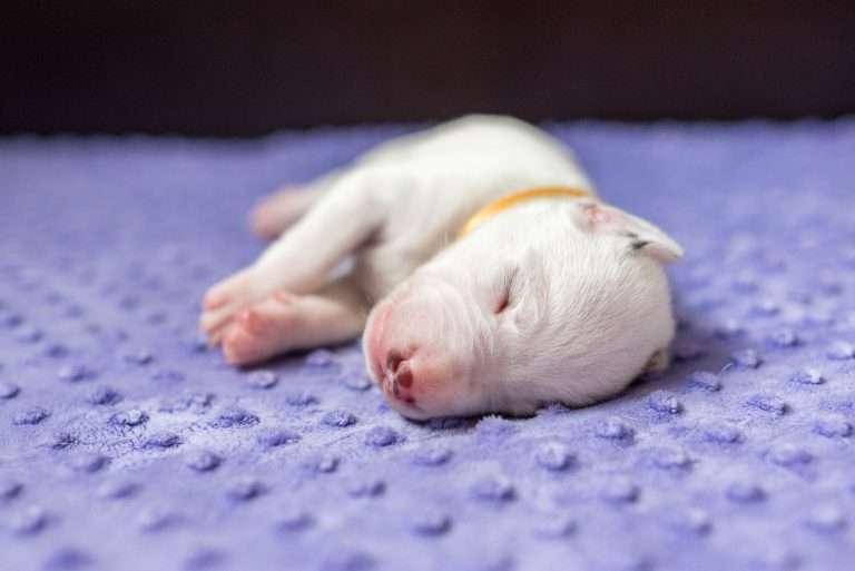 9. Lebenstag - B-Wurf (14)