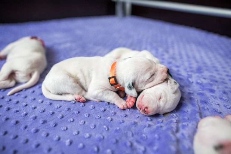 9. Lebenstag - B-Wurf (15)