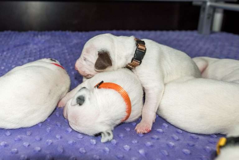 9. Lebenstag - B-Wurf (17)