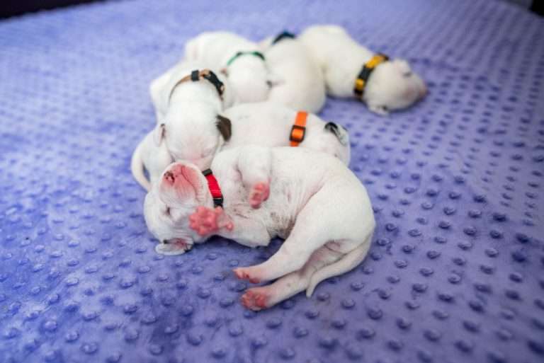 9. Lebenstag - B-Wurf (19)