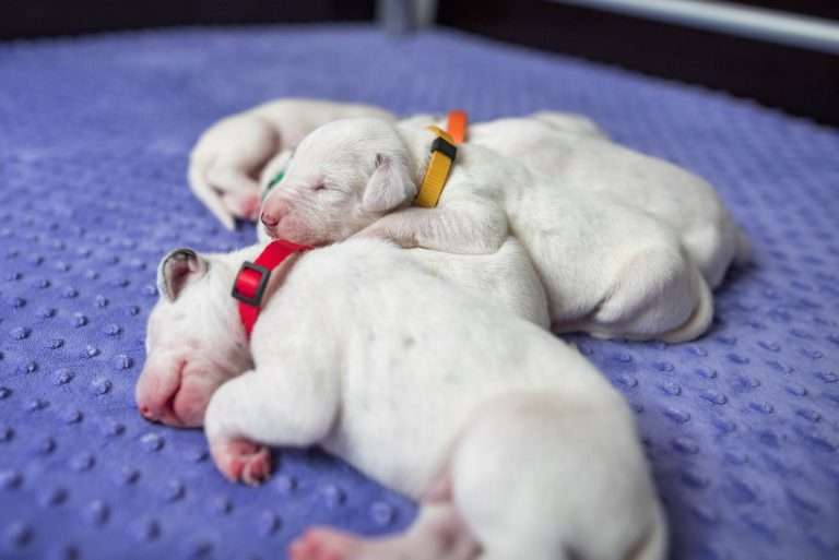 9. Lebenstag - B-Wurf (2)