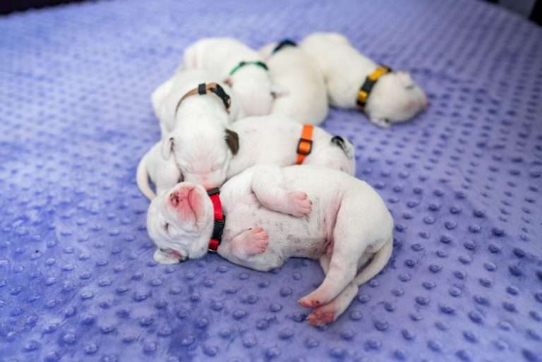 9. Lebenstag - B-Wurf (20)