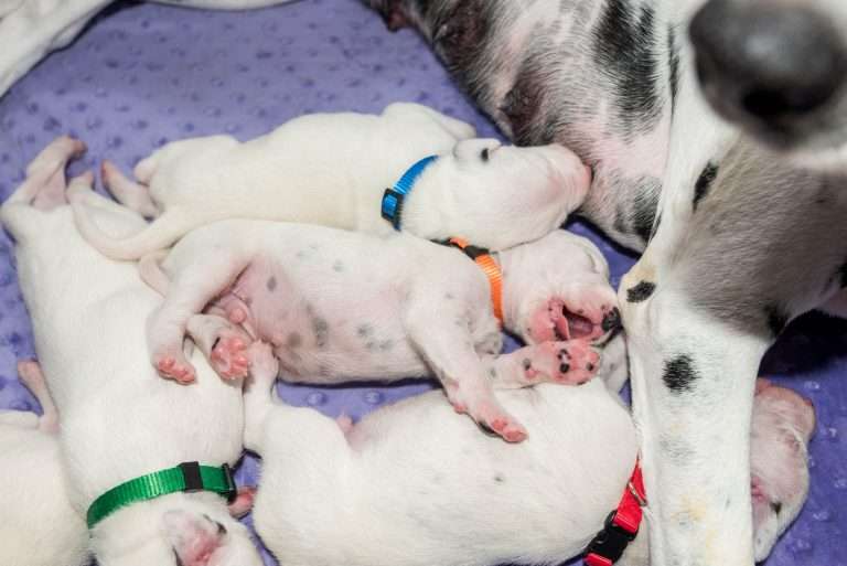 9. Lebenstag - B-Wurf (21)