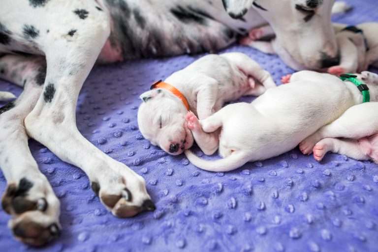 9. Lebenstag - B-Wurf (22)