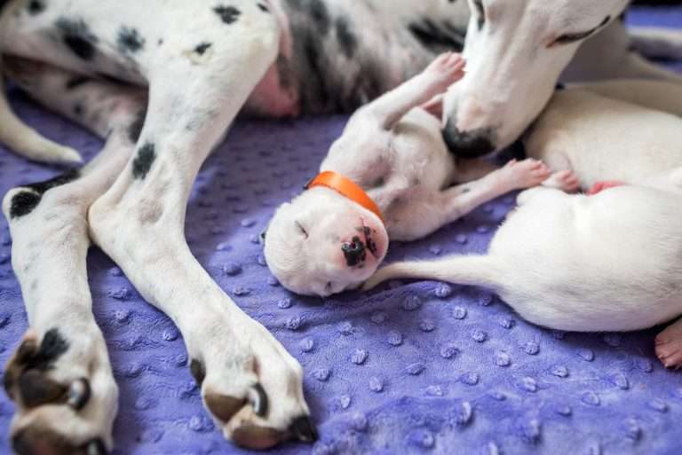 9. Lebenstag - B-Wurf (23)