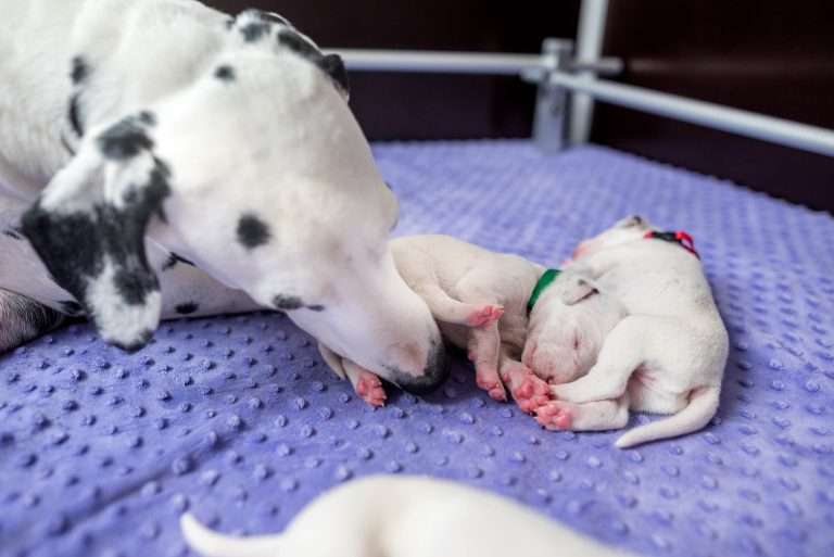 9. Lebenstag - B-Wurf (24)