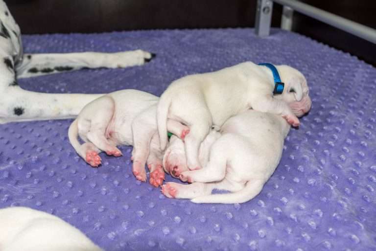 9. Lebenstag - B-Wurf (25)