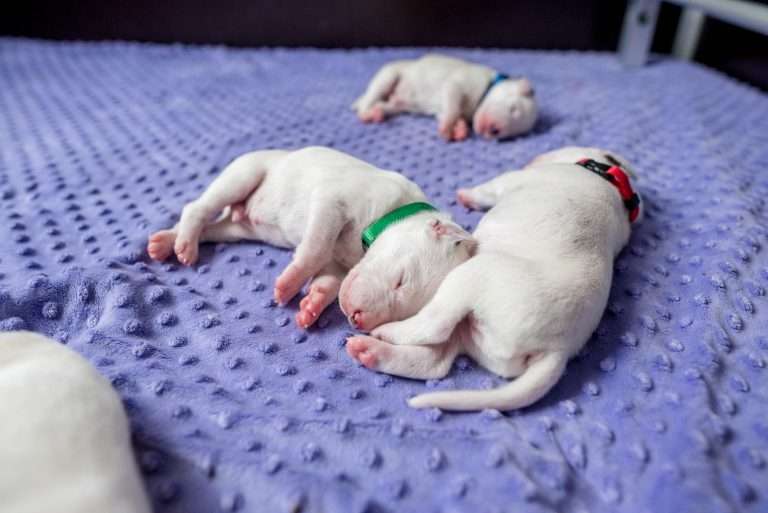 9. Lebenstag - B-Wurf (27)