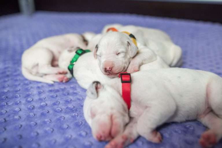 9. Lebenstag - B-Wurf (3)