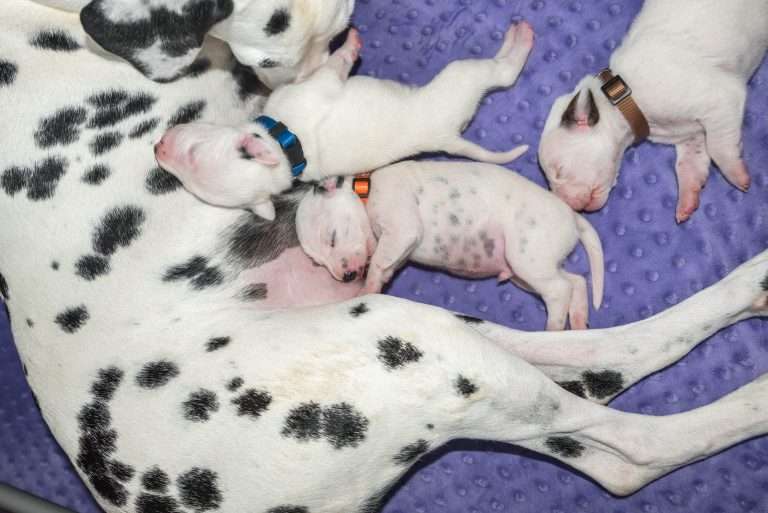 9. Lebenstag - B-Wurf (30)