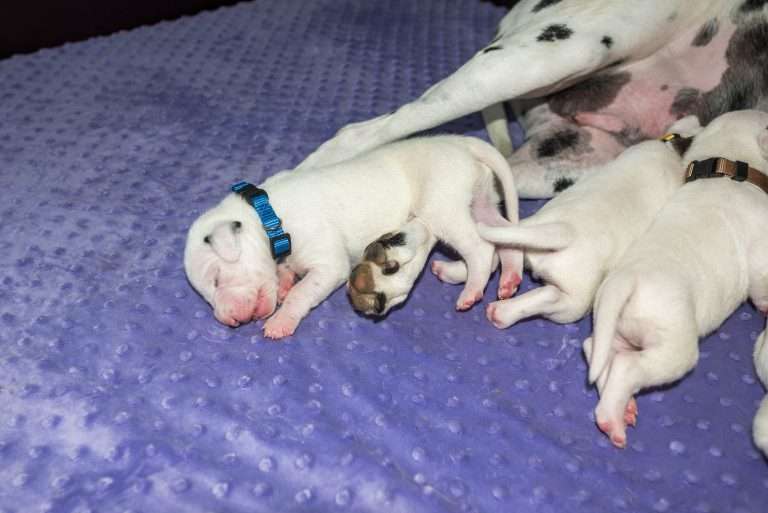 9. Lebenstag - B-Wurf (31)