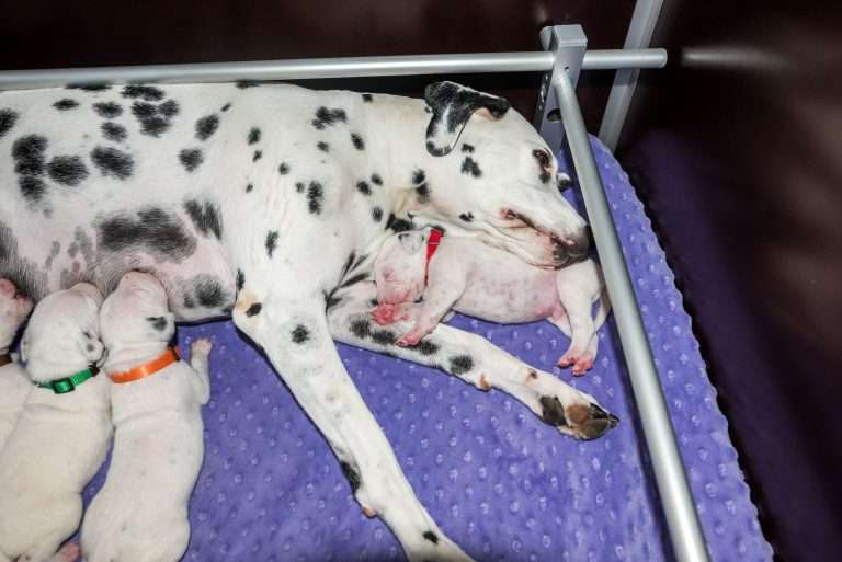 9. Lebenstag - B-Wurf (32)