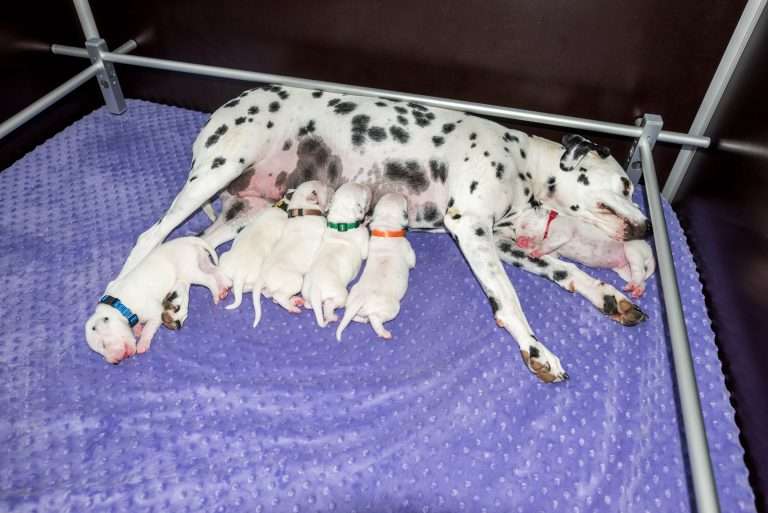 9. Lebenstag - B-Wurf (33)