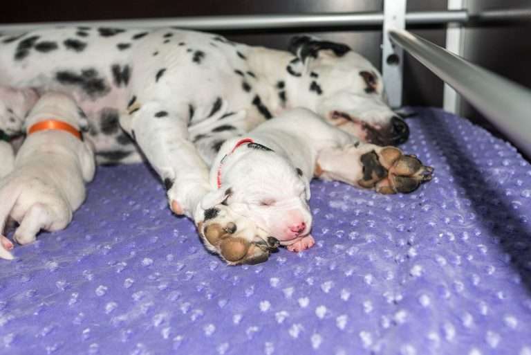 9. Lebenstag - B-Wurf (34)