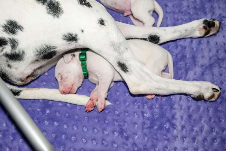 9. Lebenstag - B-Wurf (4)