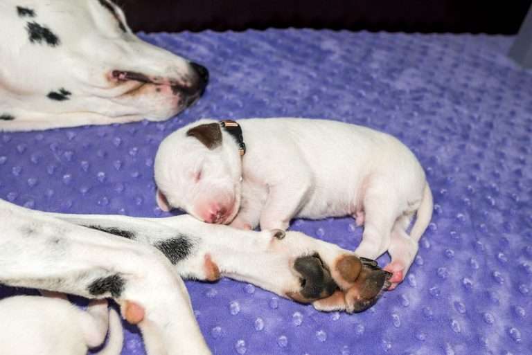 9. Lebenstag - B-Wurf (5)