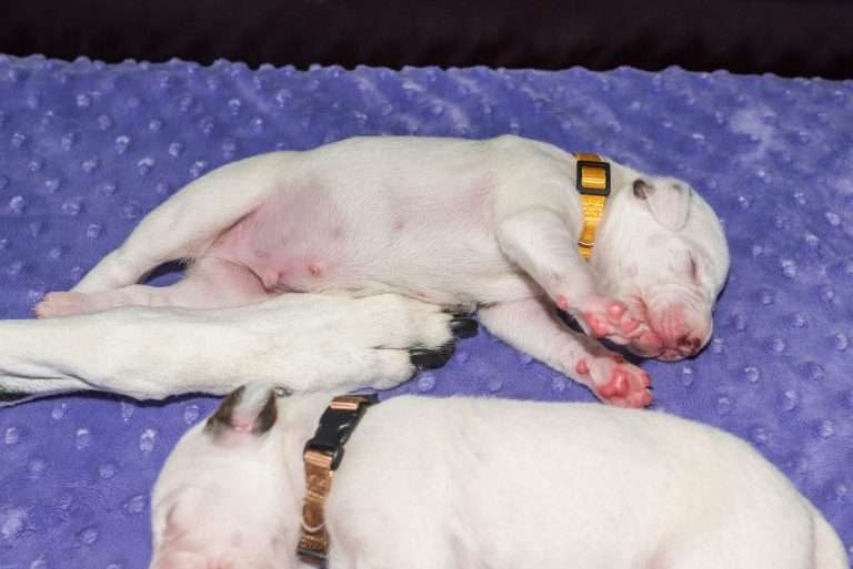 9. Lebenstag - B-Wurf (6)